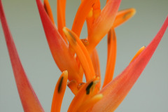 MG_9460